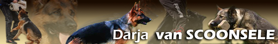 ioelybanner